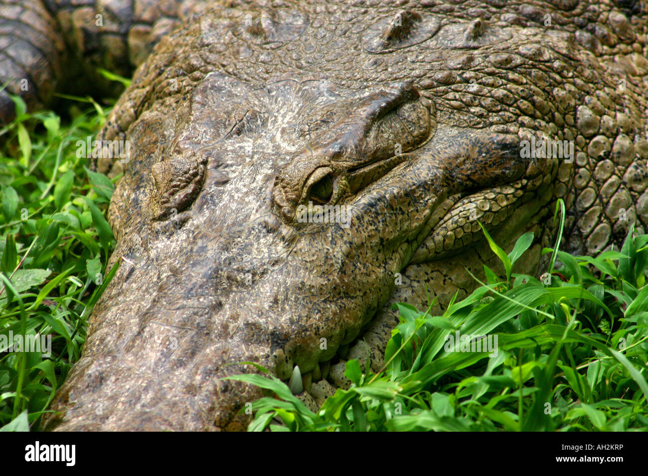 Giant crocodile resting on green grass on a river side at Panama Central America Stock Photo