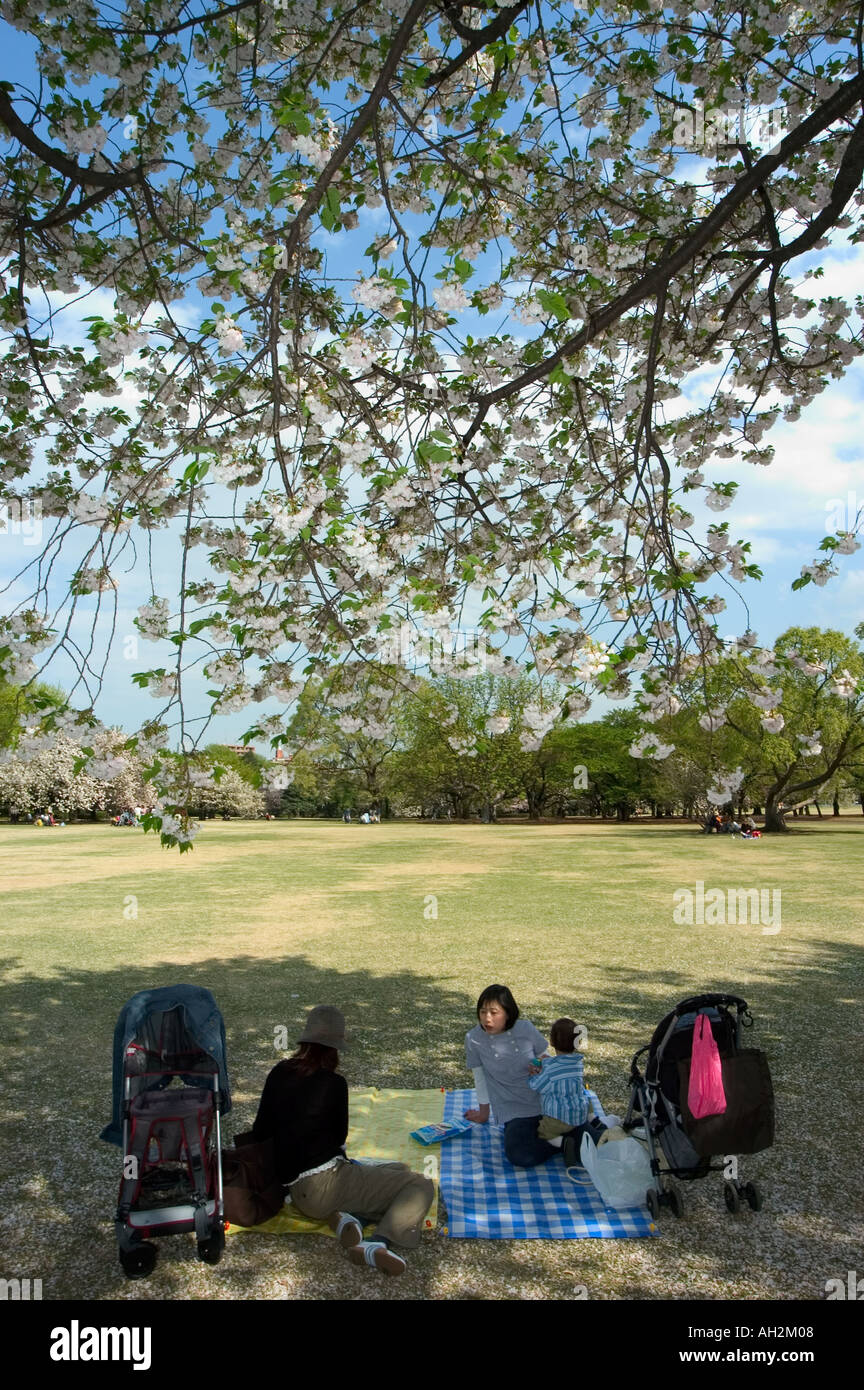 cherry blossom viewing hanami Shinjuku Gyoen park Tokyo City Honshu ...