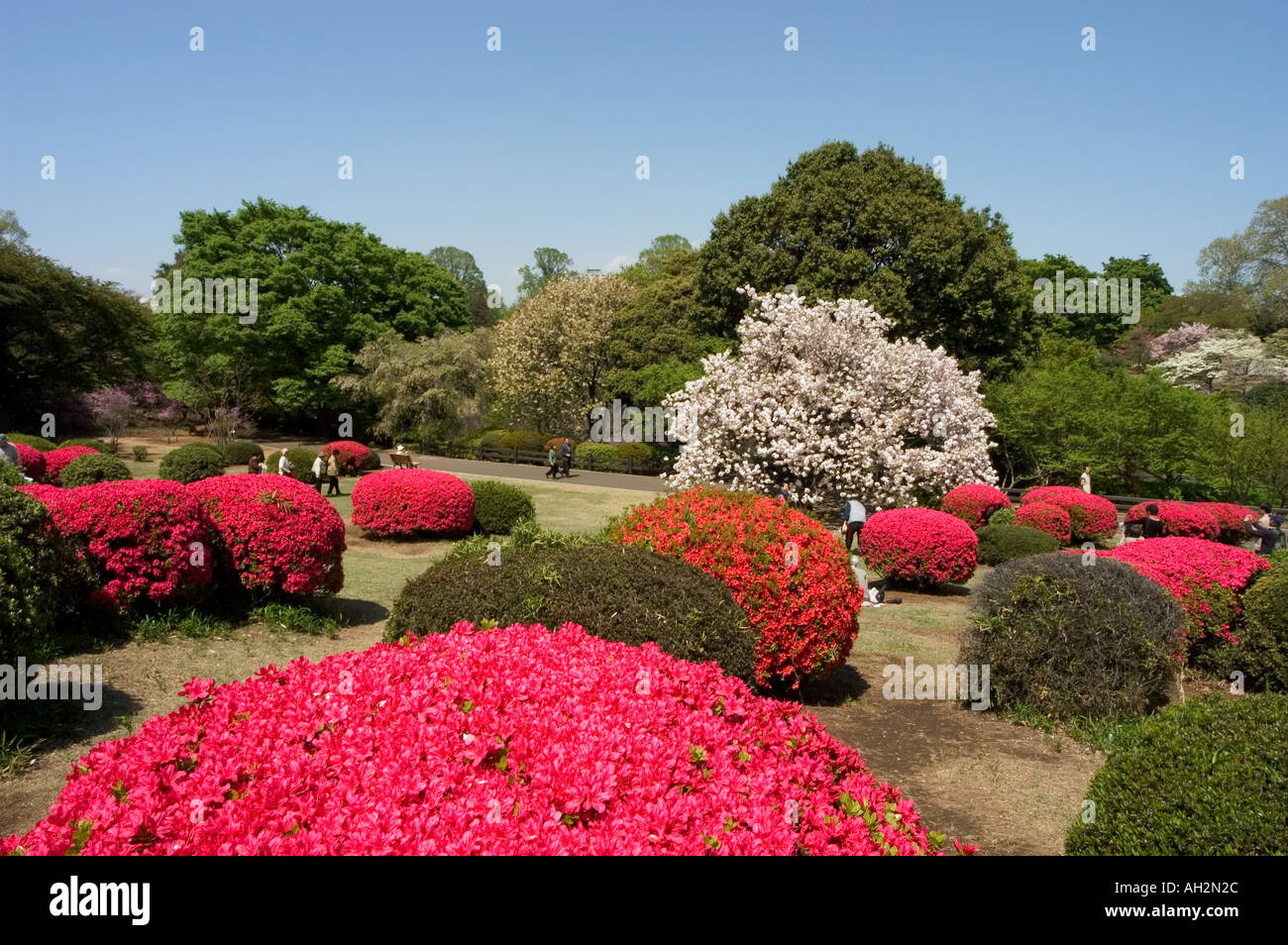 cherry blossom and flowers in bloom Shinjuku Gyoen park Tokyo City ...