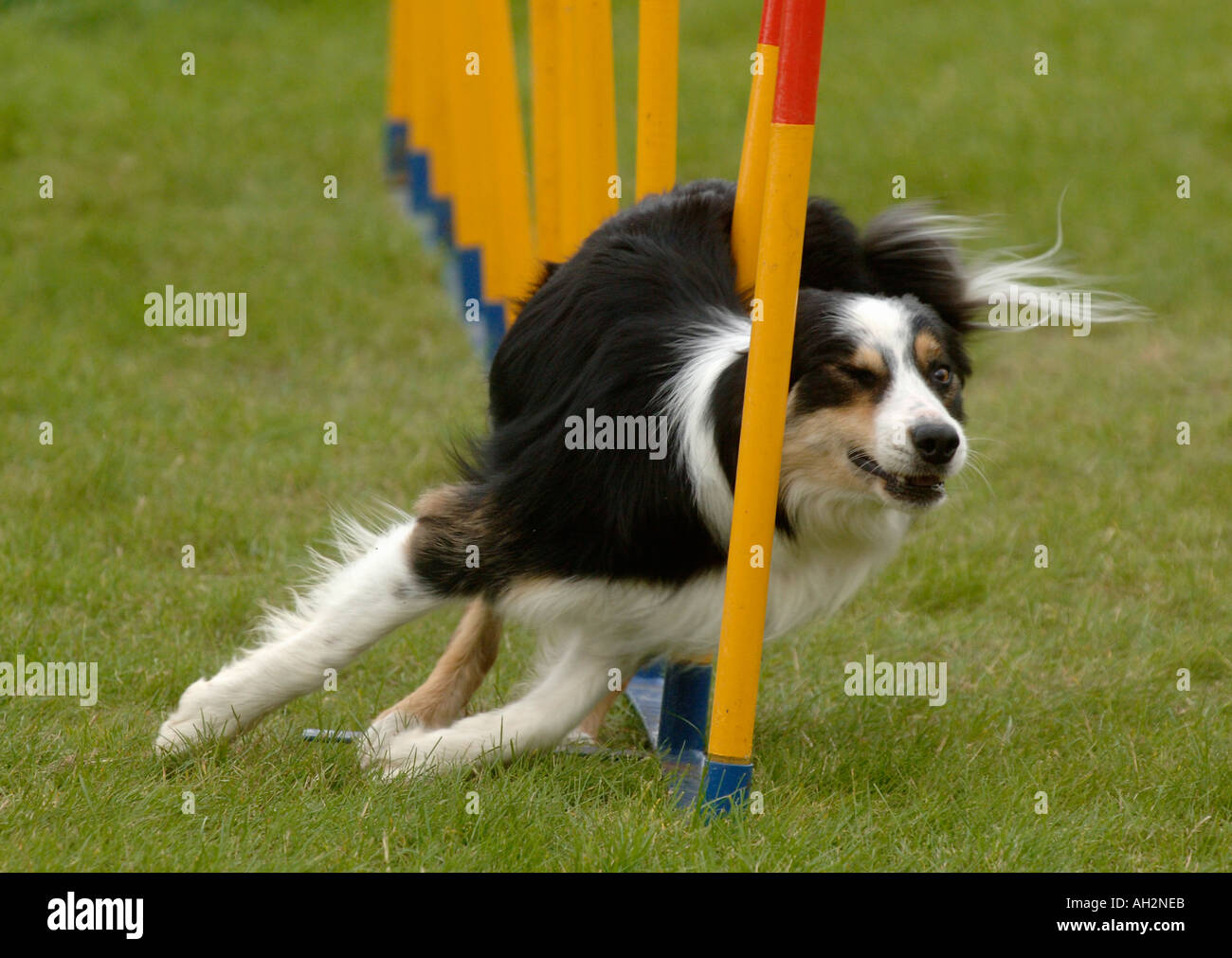 Dog going through weave poles during an agility competition Stock Photo