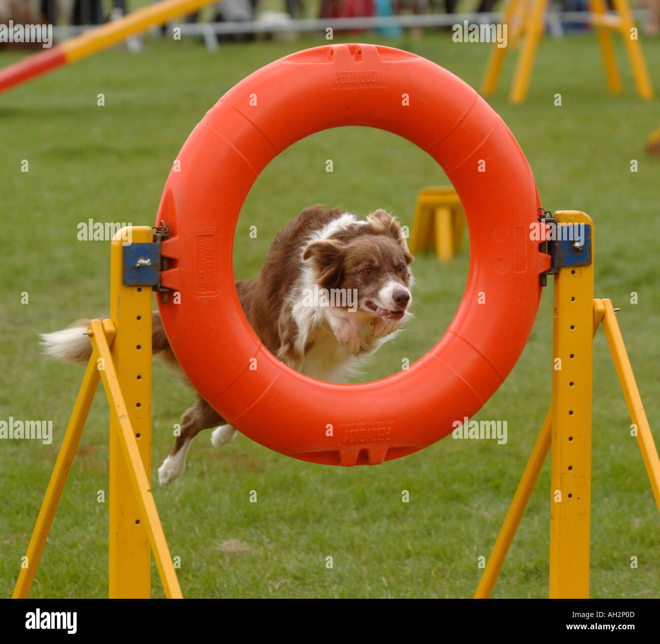 Dog jumping through a ring during agility competition Stock Photo Alamy