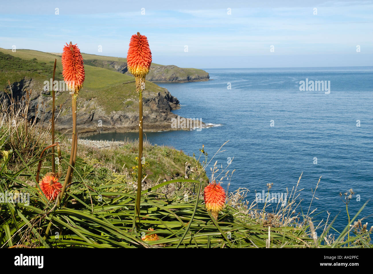 RED HOT POKERS Stock Photo