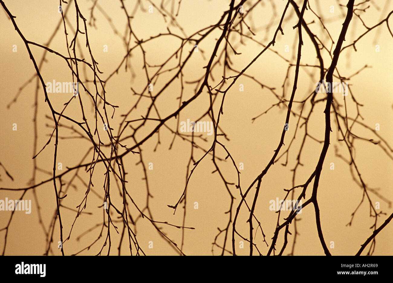 Branches Stock Photo