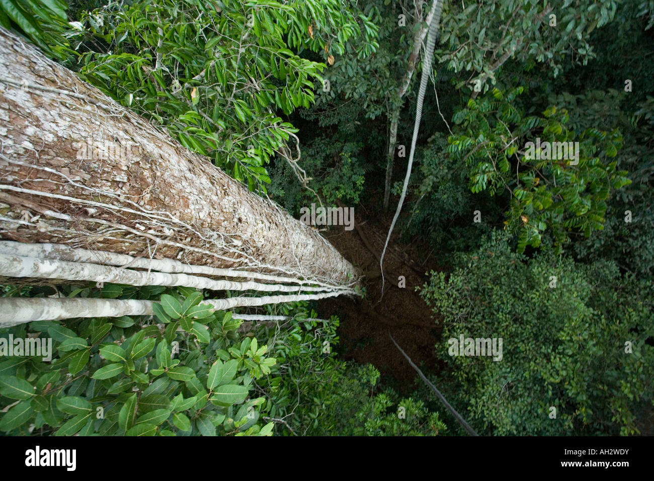 Canopying 50m above the Amazon jungle Stock Photo