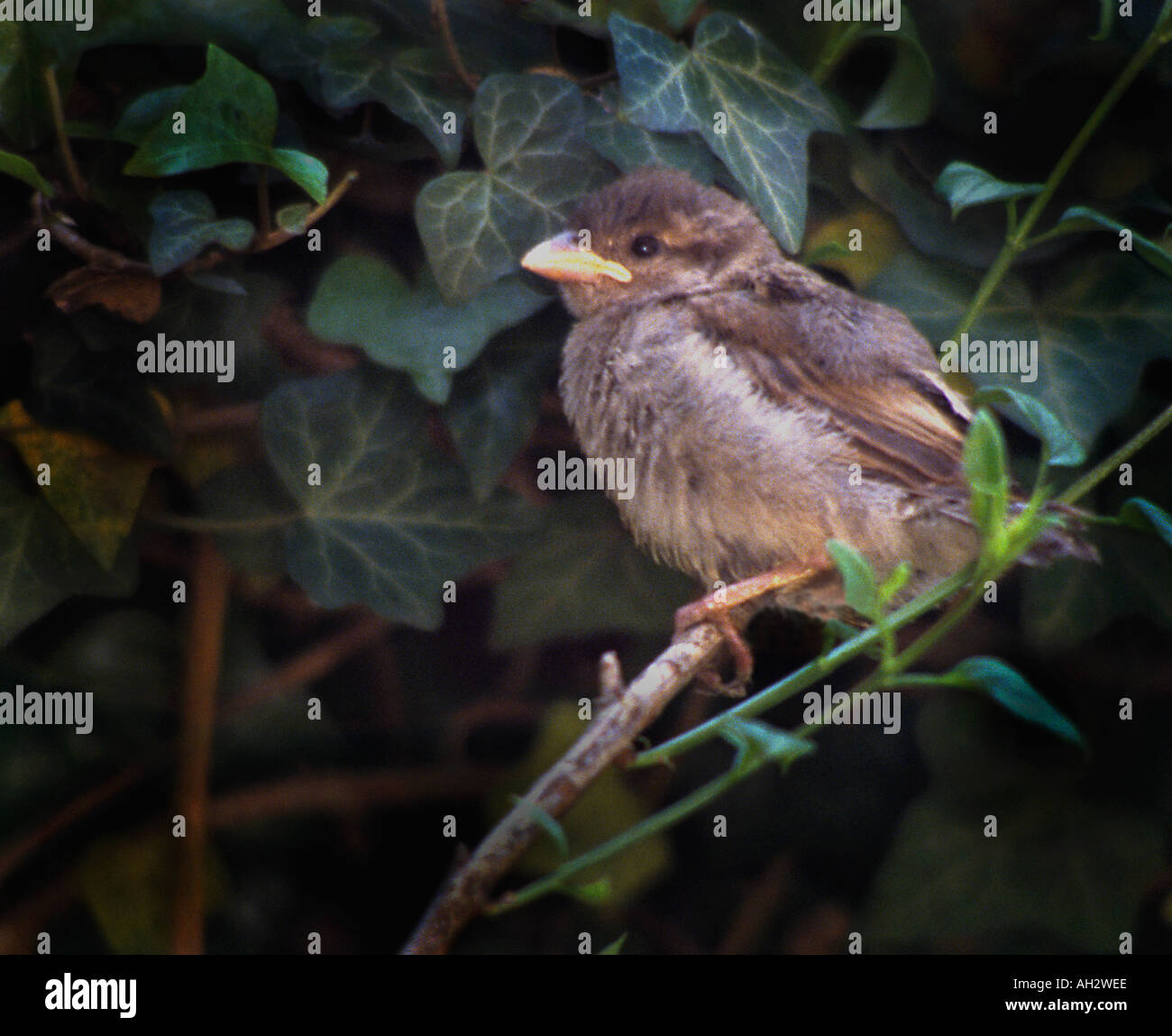 Young Sparrow Stock Photo