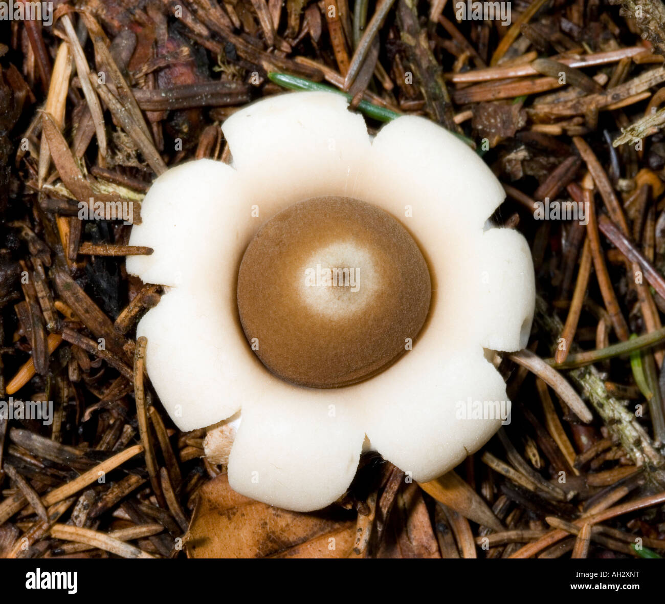 geaster-fungi-hi-res-stock-photography-and-images-alamy