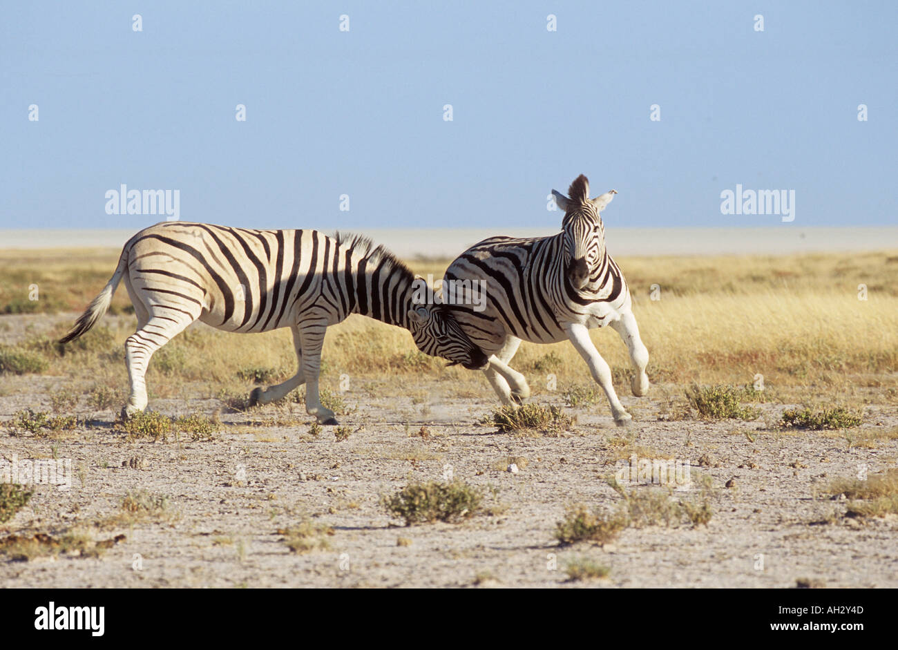 Two burchell's zebra fighting hires stock photography and images Alamy