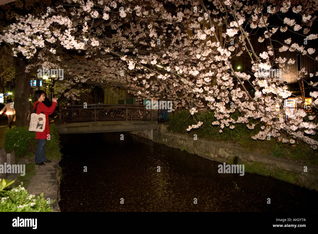 Pontocho Riverside night time riverside cherry blossom Pontocho district spring cherry ...