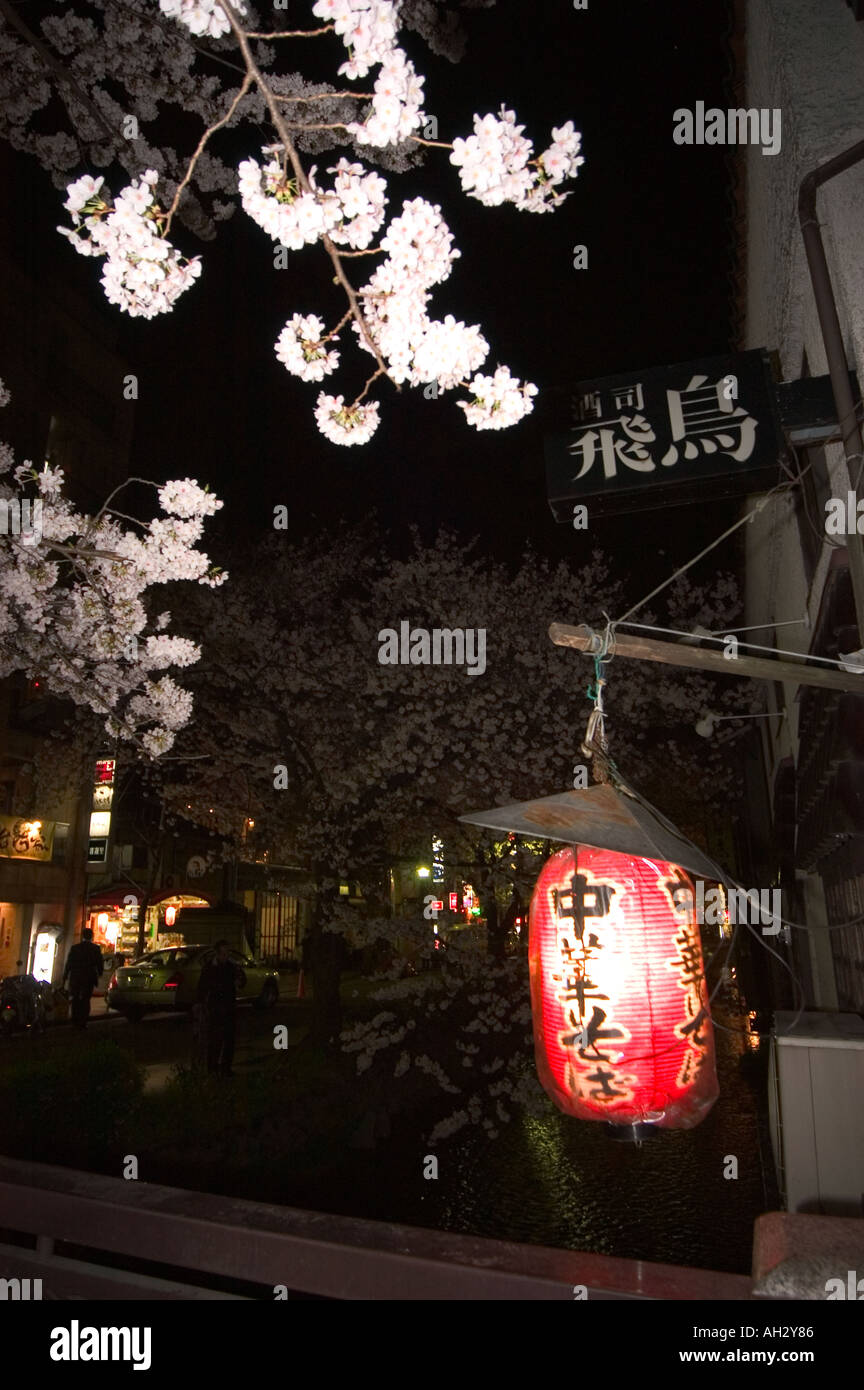 Pontocho Riverside night time riverside cherry blossom Pontocho district spring cherry ...