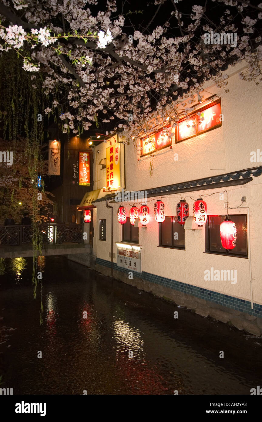 Pontocho Riverside night time riverside cherry blossom and restaurant Pontocho district ...
