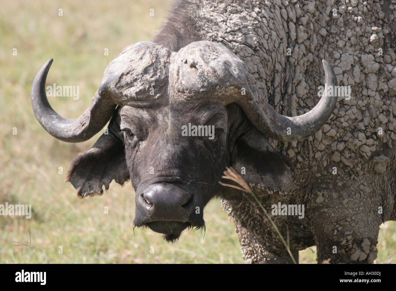 water buffalo kenya Stock Photo - Alamy