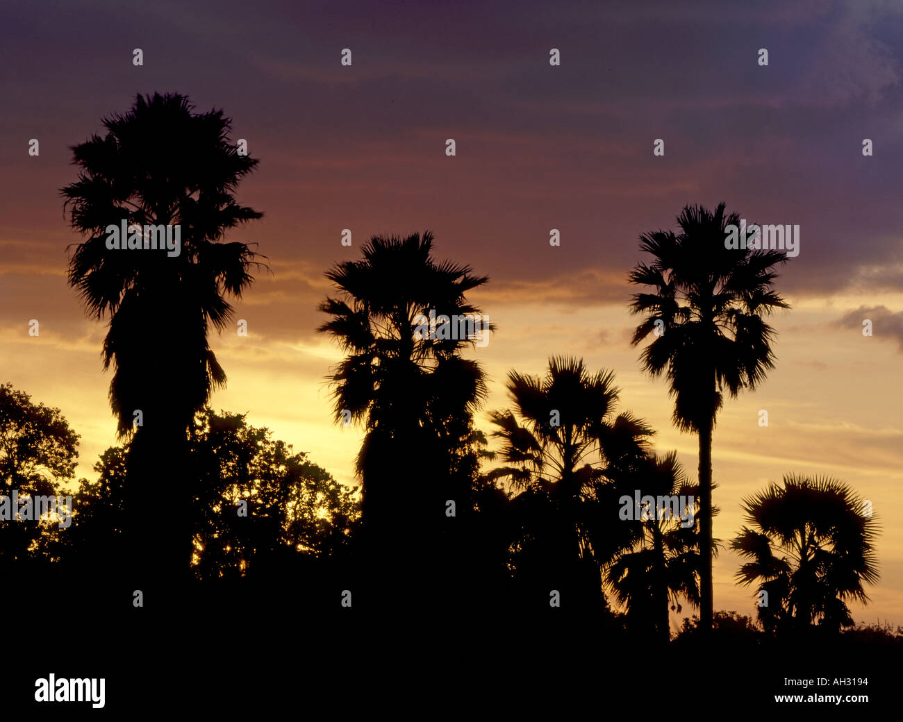 Tropical jungle trees hi-res stock photography and images - Alamy