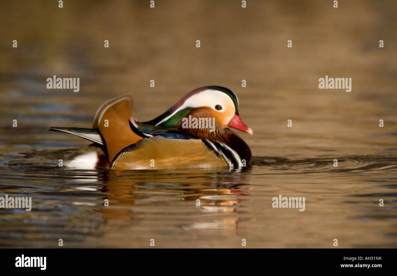 Mandrin Drake Mandarin duck drake hi-res stock photography and images - Alamy