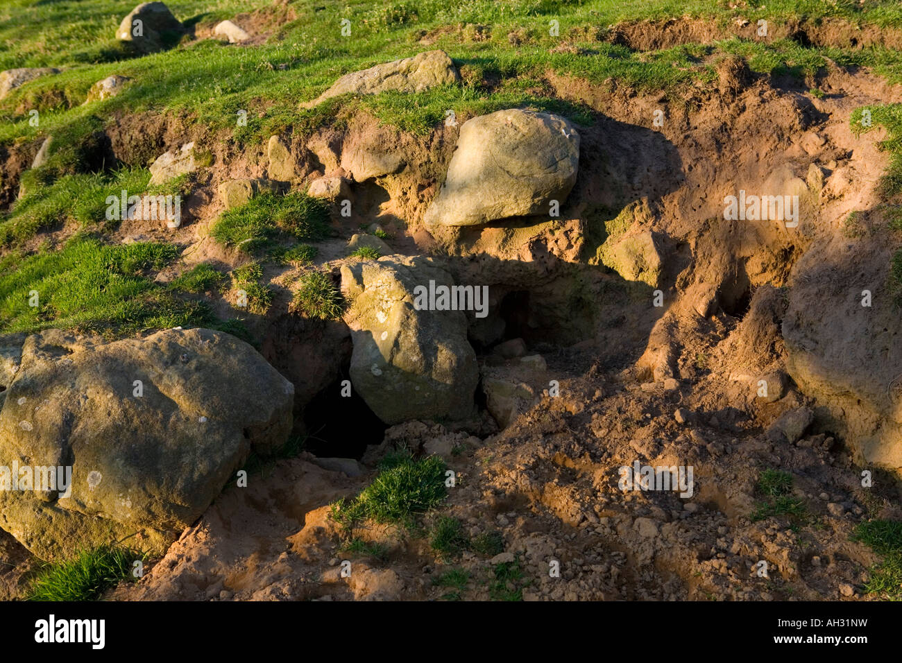 Rabbit damage hires stock photography and images Alamy