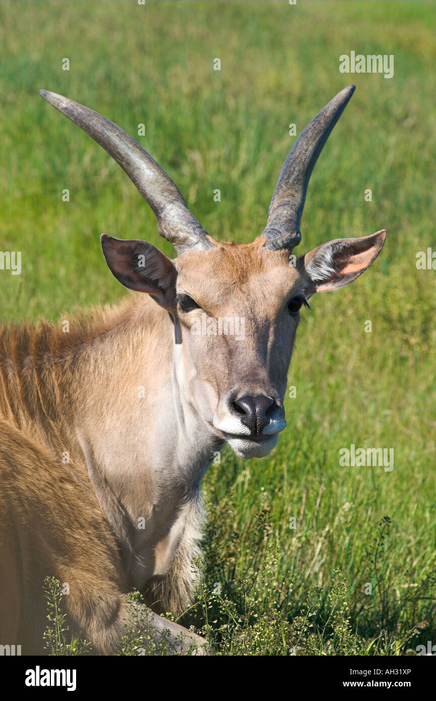 Eland antelope close up on green grass Stock Photo