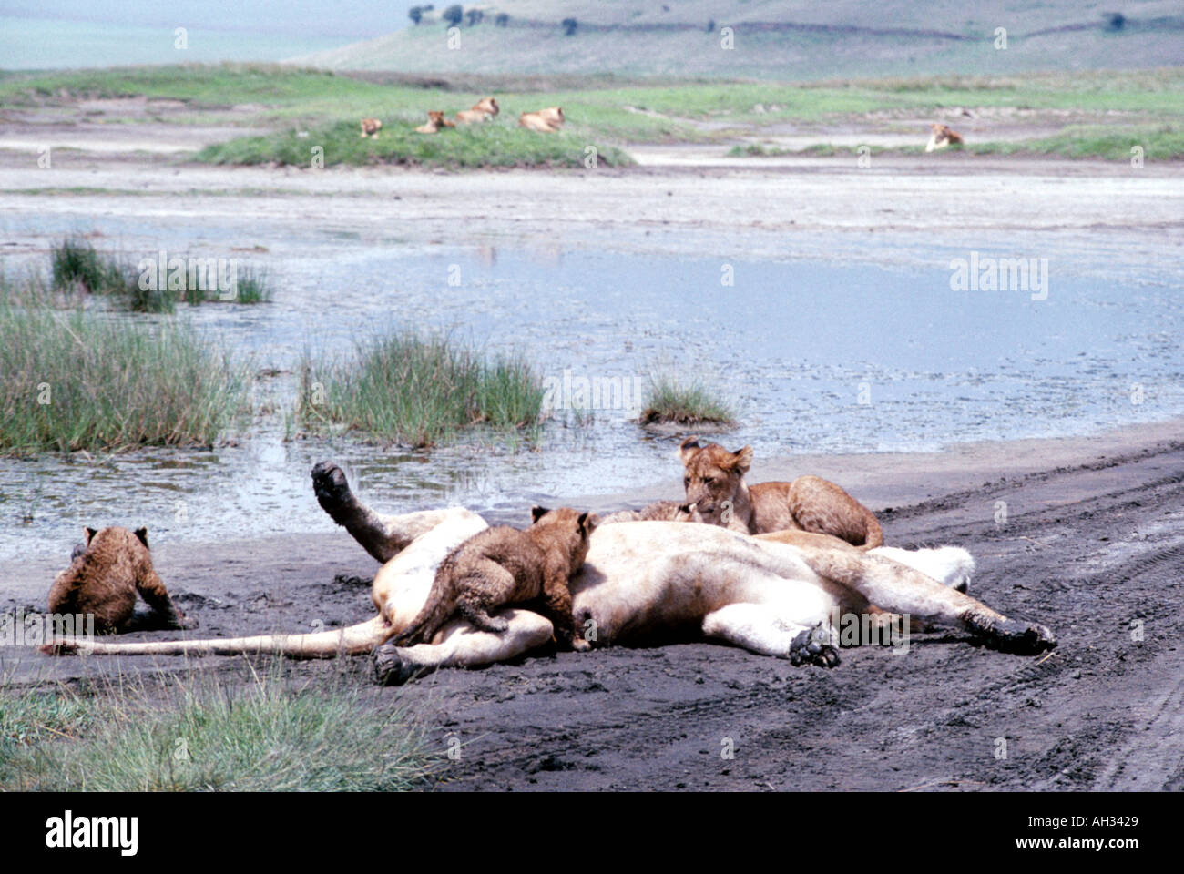 Lioness playing with her cubs in the Ngorongoro Crater,Tanzanier,Africa Stock Photo