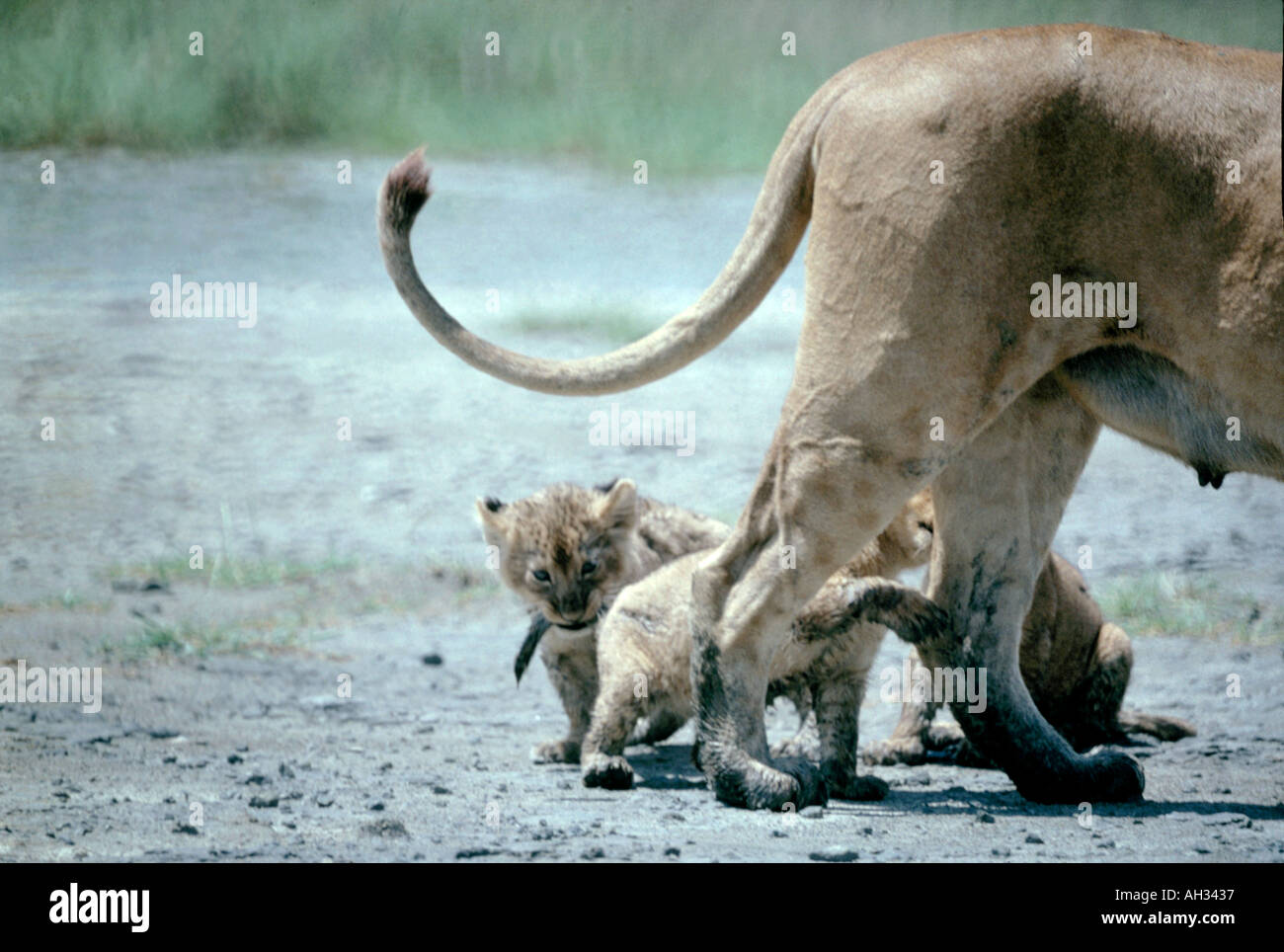 Lioness playing with her cubs in the Ngorongoro Crater,Tanzanier,Africa Stock Photo