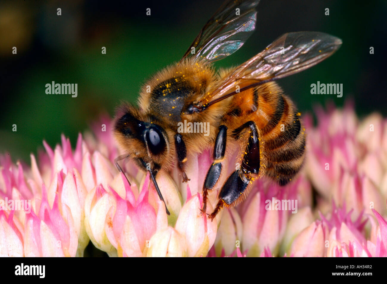 Bee feeding on Autumn Joy Stock Photo