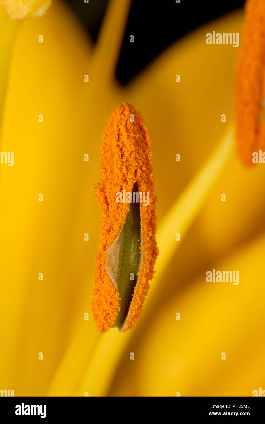 Close-up of yellow Lily (lilium) Stock Photo