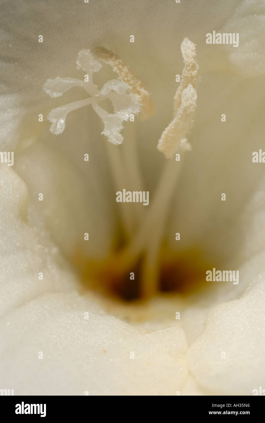 Close-up of a single Freesia flower, (Freesia Ballerina Stock Photo - Alamy