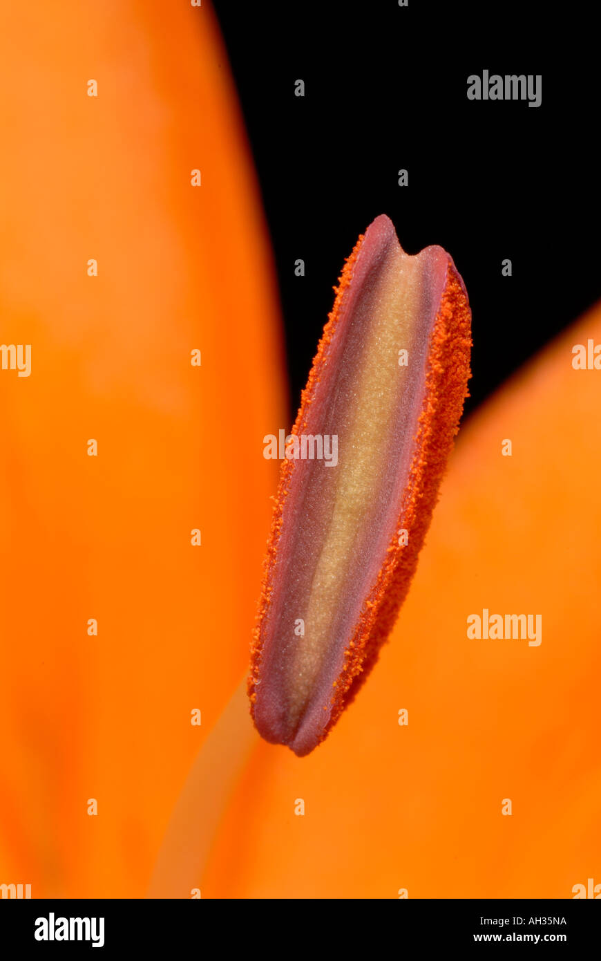 Close-up of orange Lily (lilium) Stock Photo