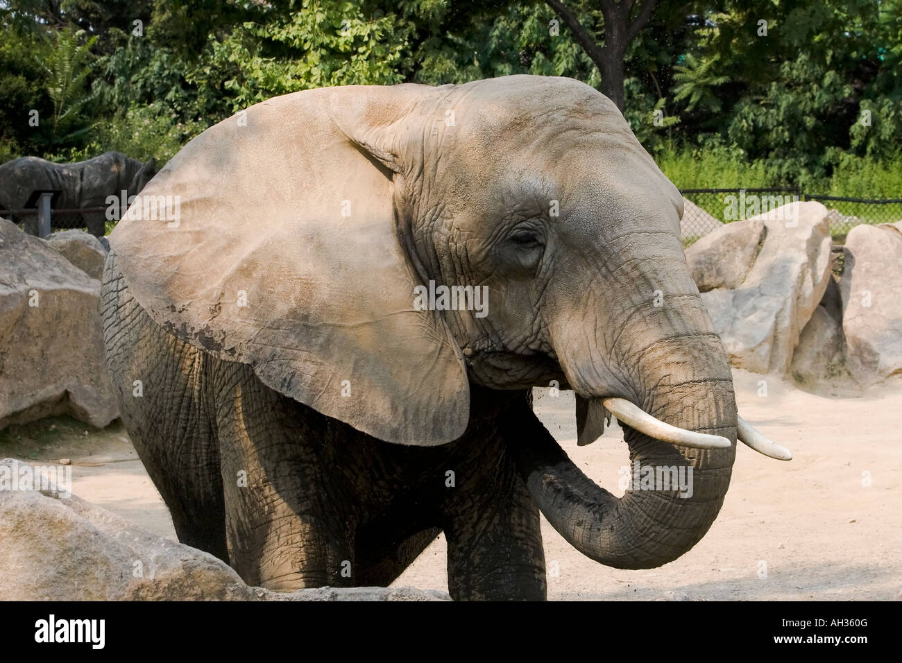 Philadelphia zoo elephant hires stock photography and images Alamy