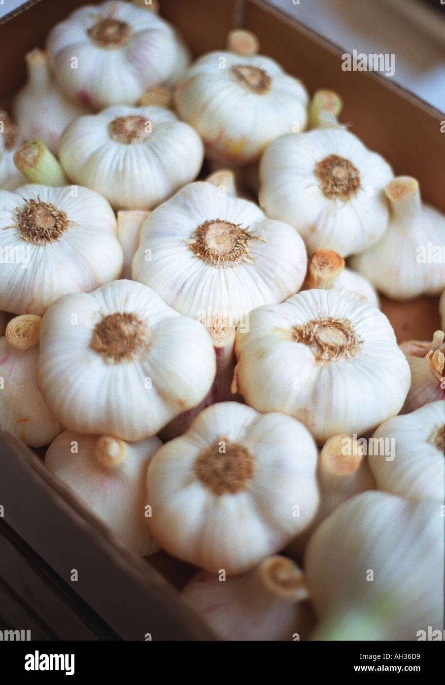 Garlic hi-res stock photography and images - Alamy
