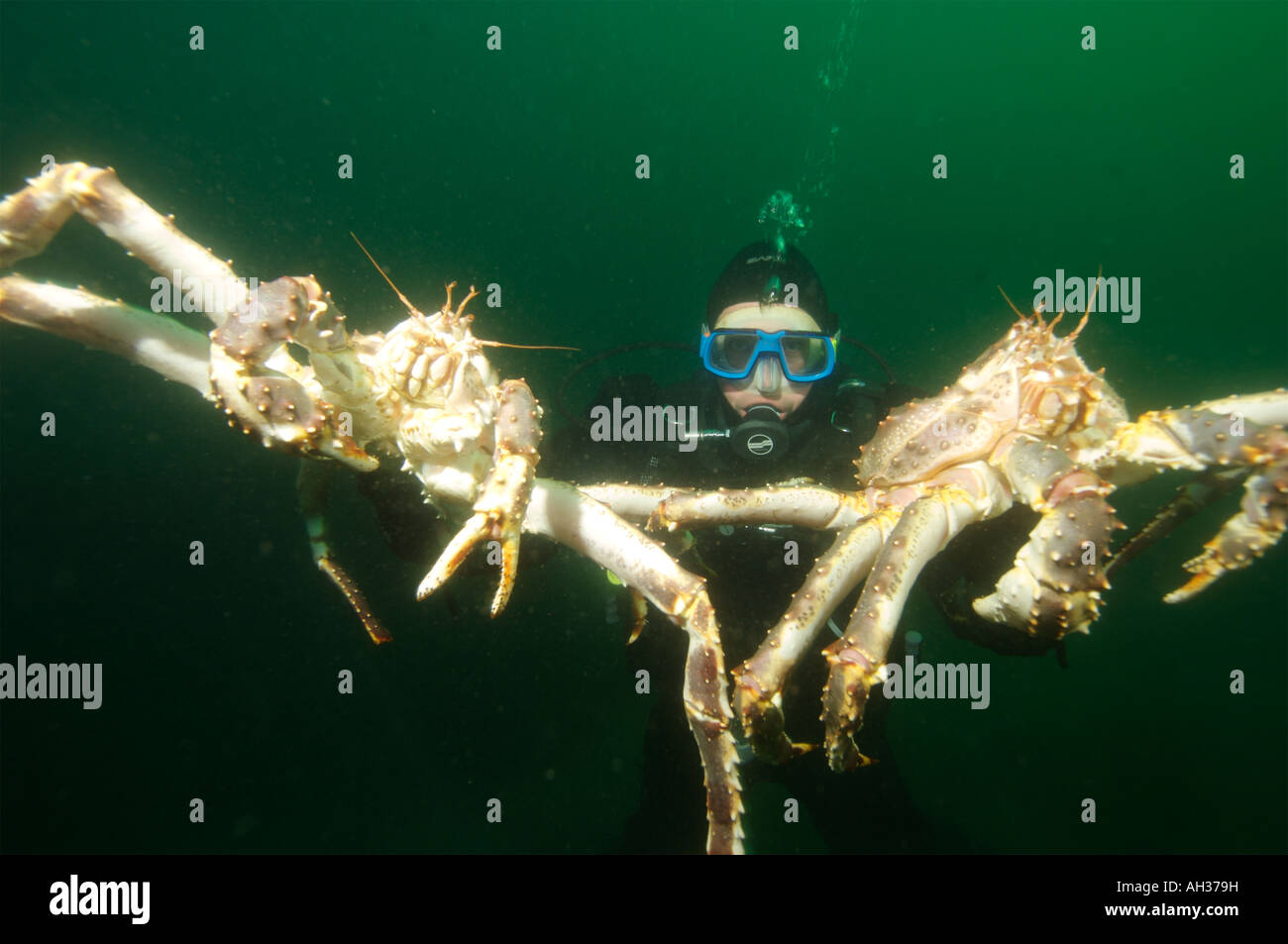 Giant King crabs in Kirkiness Norway Stock Photo Alamy
