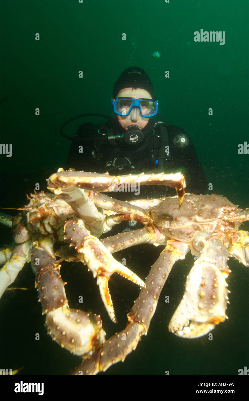 Giant King crabs in Kirkiness Norway Stock Photo Alamy