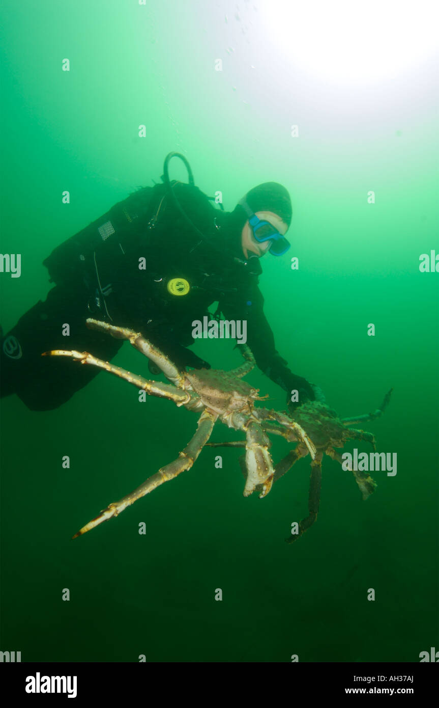 Giant King crabs in Kirkiness Norway Stock Photo Alamy