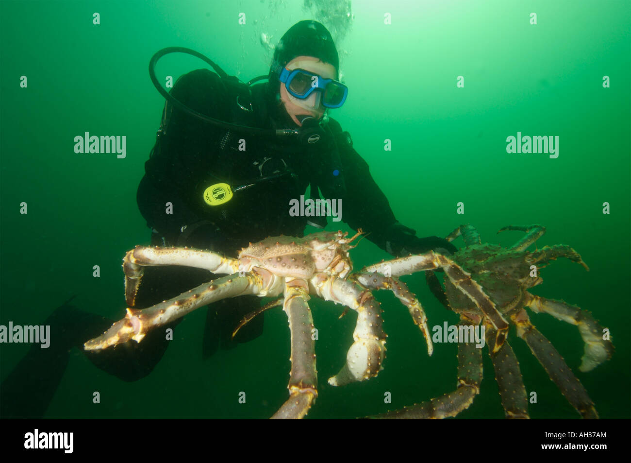 Giant King crabs in Kirkiness Norway Stock Photo Alamy