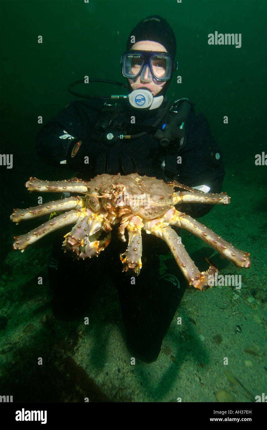 Giant King crabs in Kirkiness Norway Stock Photo Alamy