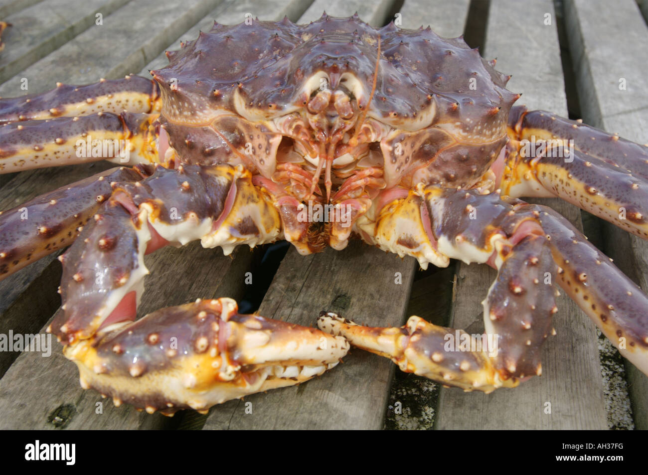 Giant king crabs in kirkiness norway hires stock photography and