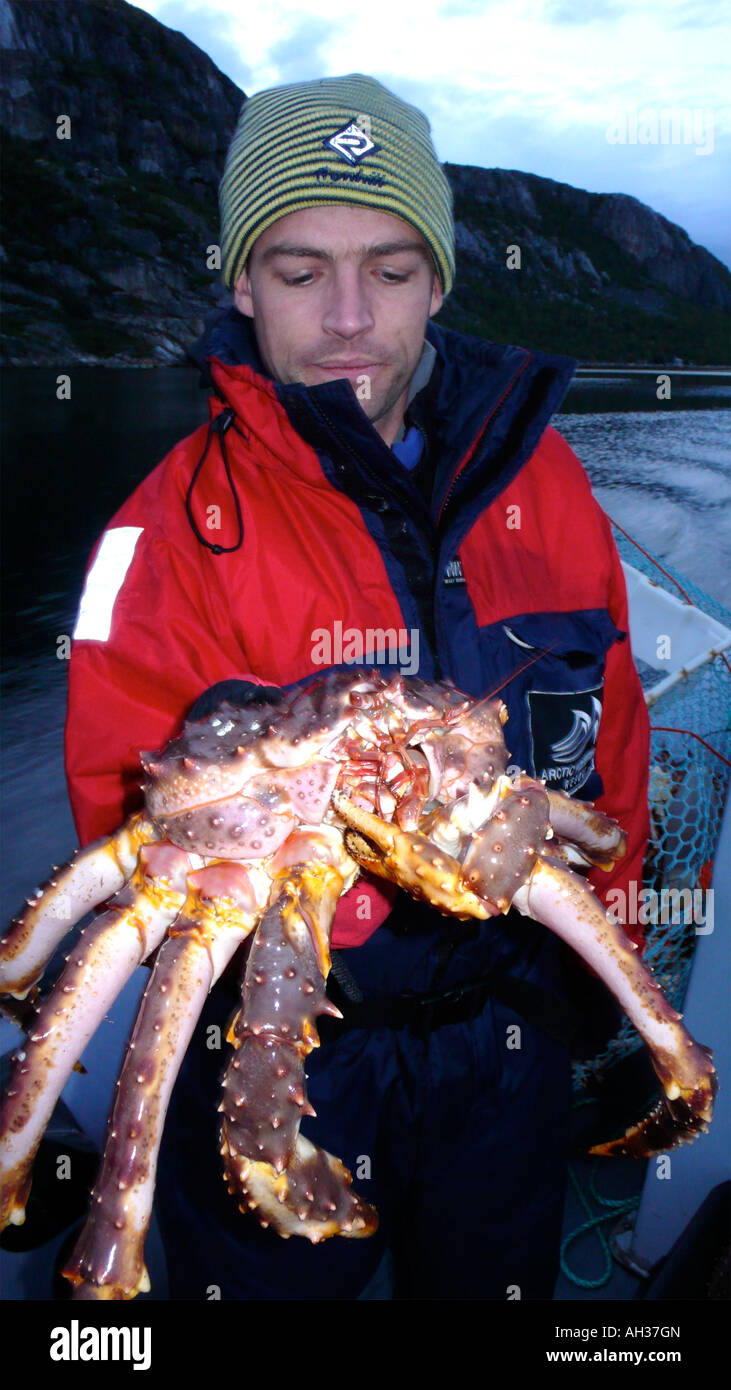 Giant King crabs in Kirkiness Norway Stock Photo Alamy
