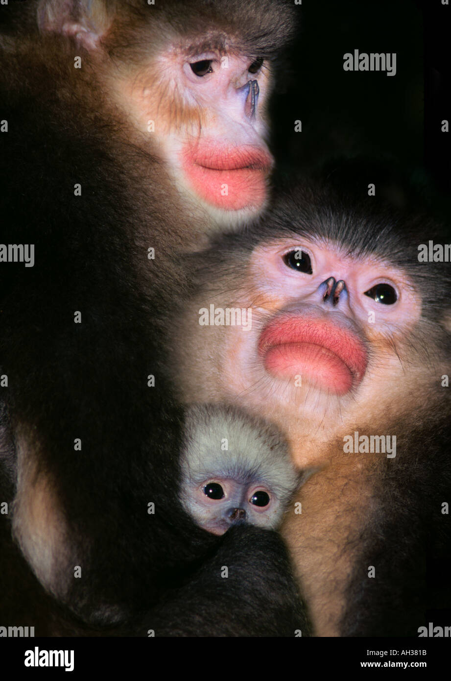 Yunnan Golden Hair Monkeys Rhinopithecus roxellanae bieti mother father with cub Yunnan Province China Stock Photo