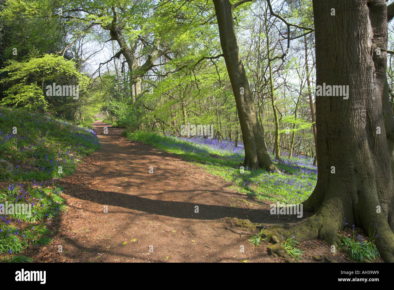 Woodland pathway hi-res stock photography and images - Alamy
