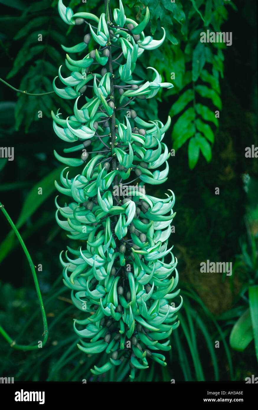 jade vine Strongylodon macrobotrys Stock Photo Alamy