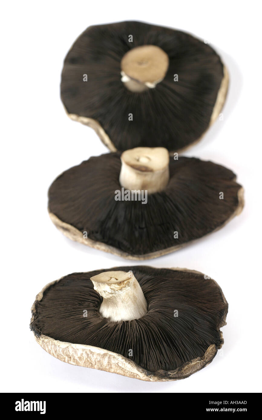 Portobello mushroom Stock Photo