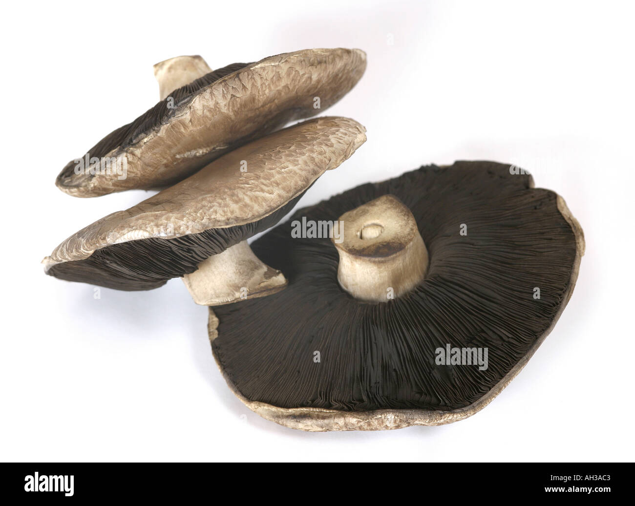 Portobello mushroom Stock Photo