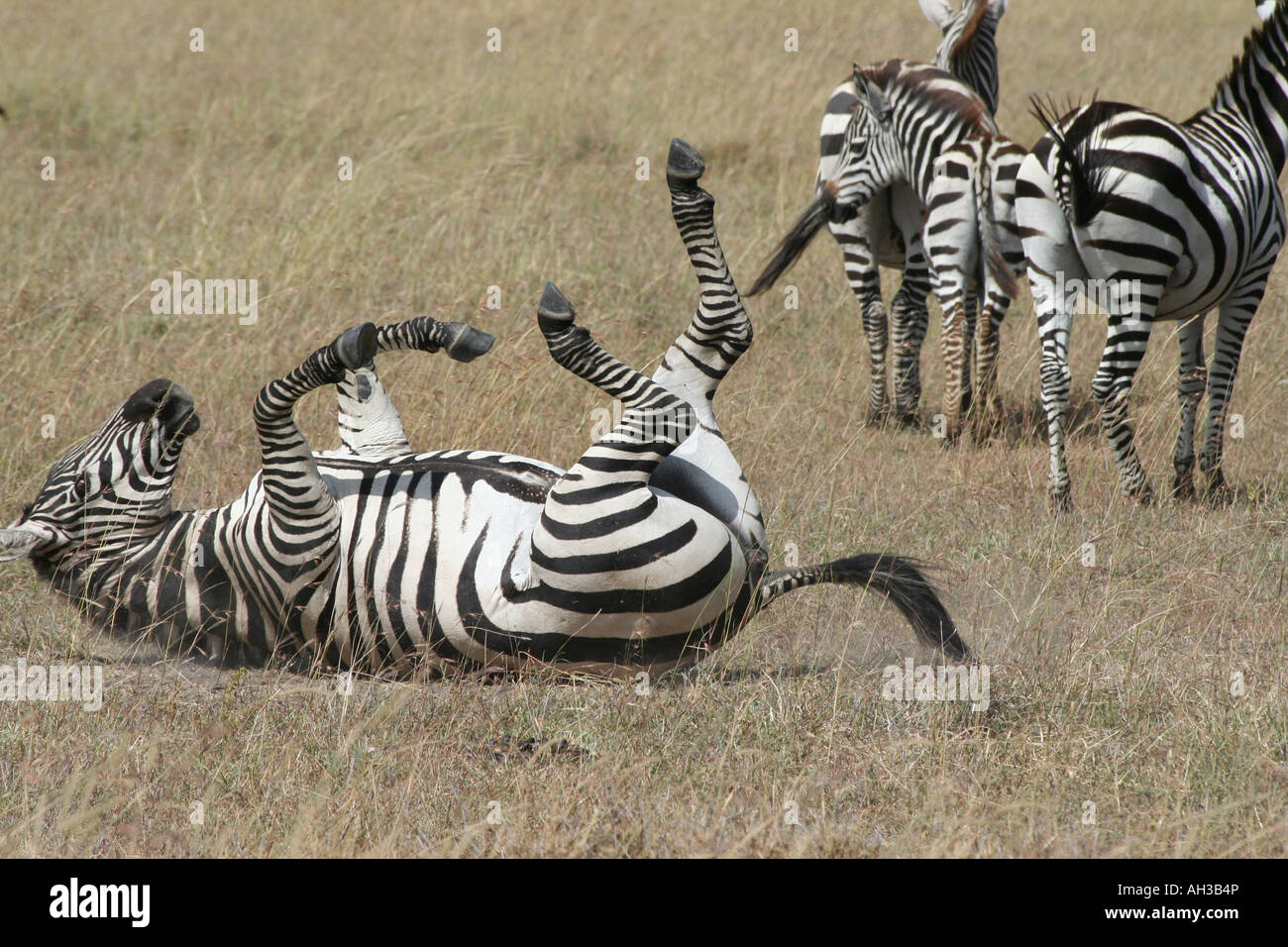 zebras in the masai mara game reserve kenya Stock Photo - Alamy