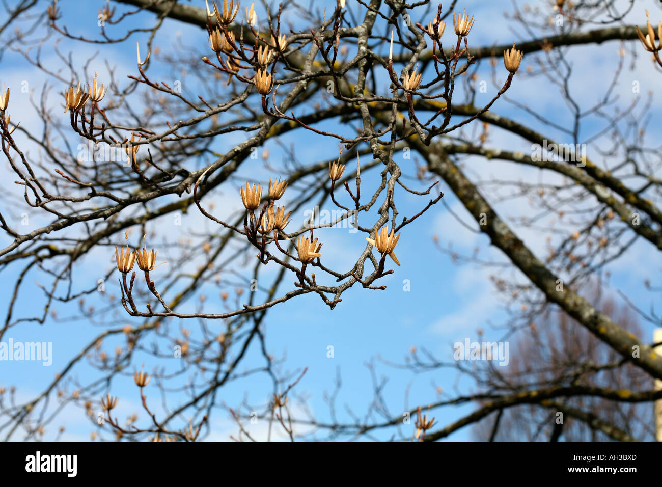 Branches of tulip tree (Liriodendron) or poplar tree with dry flowers during sunny winter day with blue sky Stock Photo