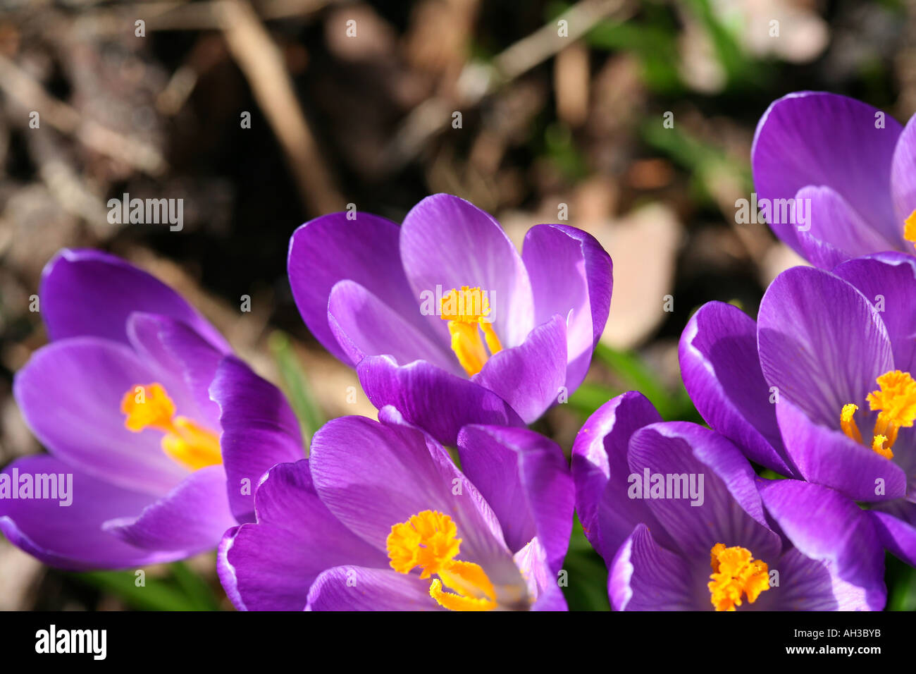 Close-up macro photograph of beautiful fresh blooming purple and violet crocus flowers with bright orange pistils in early spring natural garden Stock Photo