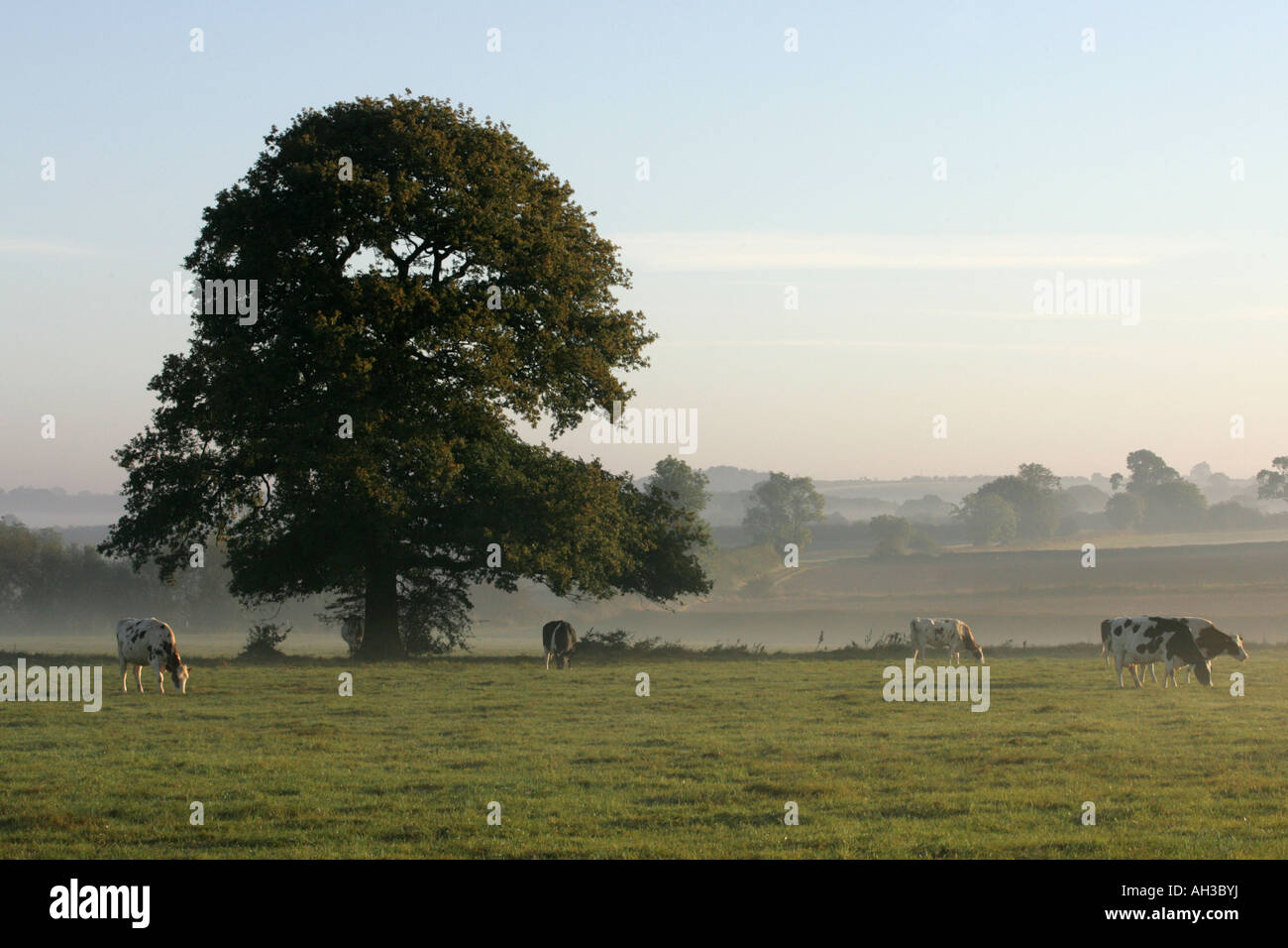 Cows In The Early Morning Mist Stock Photo - Alamy