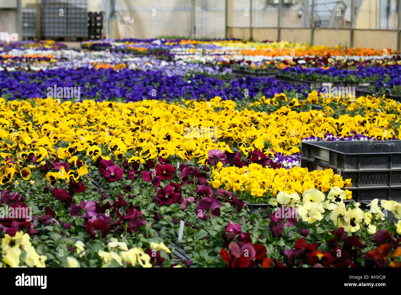 Colourful flowering Viola seedling plants ready for sale at small family business nursery or garden centre offering a lot of choice in Switzerland Stock Photo