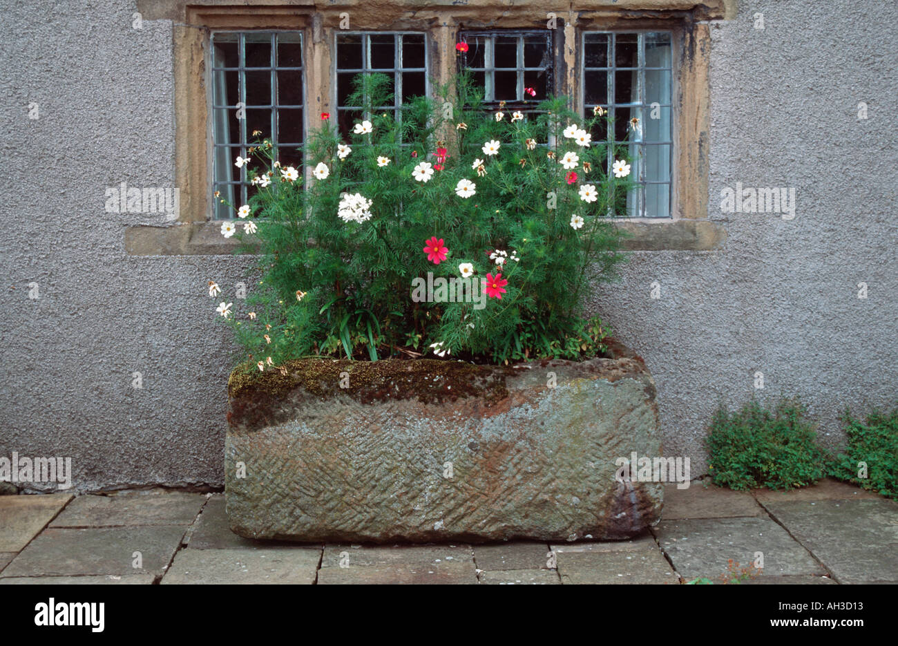 Large stone trough full of flowers at Eyam Hall in Derbyshire 'Great Britain' Stock Photo