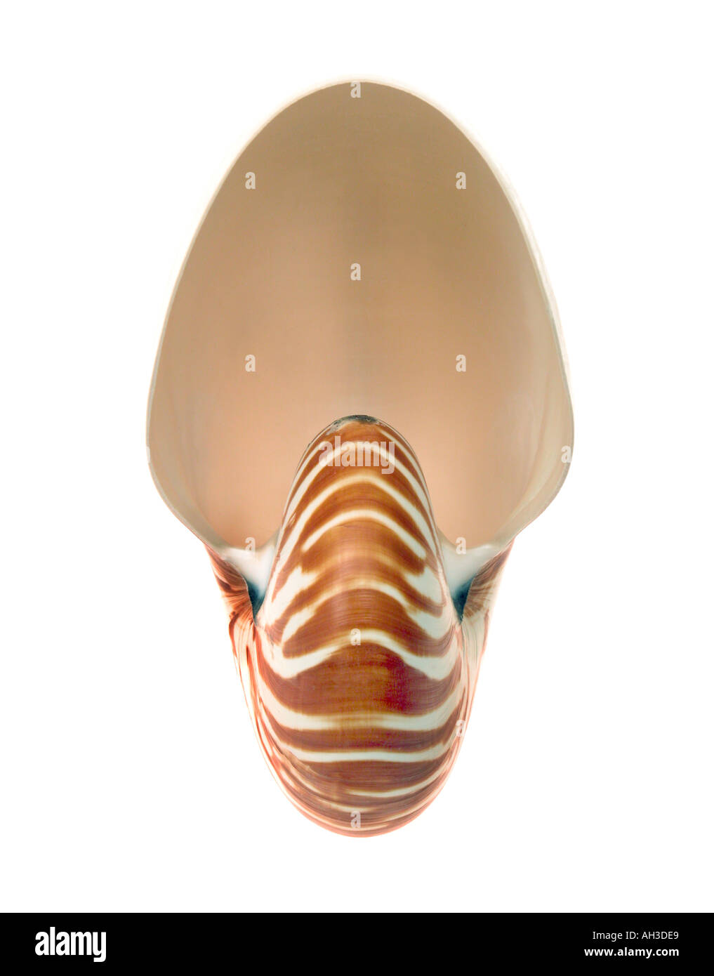 the shell of a nautilus fish Stock Photo