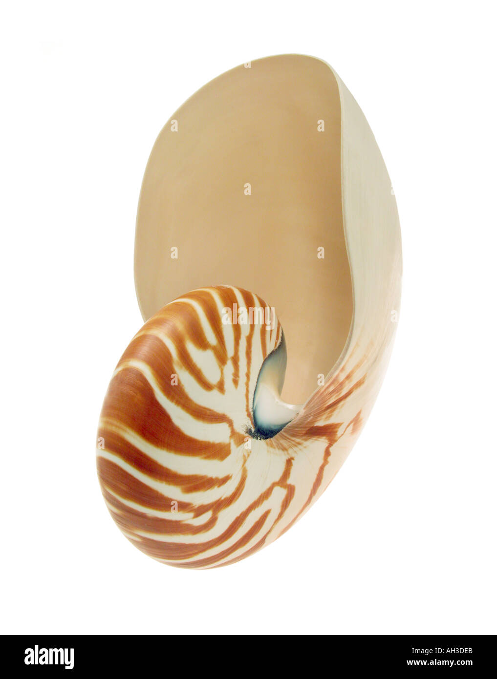 the shell of a nautilus fish Stock Photo