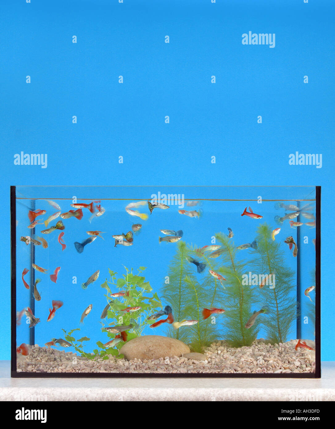 glass aquarium with guppy fishes free space for text headlines layouts  title GUPPIES GUPPIS Stock Photo - Alamy