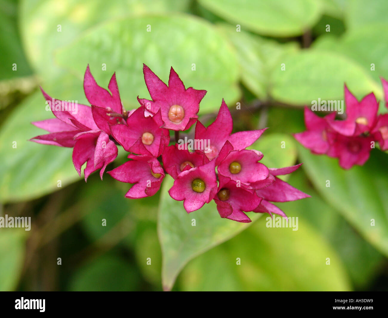 Interesting tropical plant with pink flowers growing in Copperbelt region of Zambia, Southern Africa Stock Photo