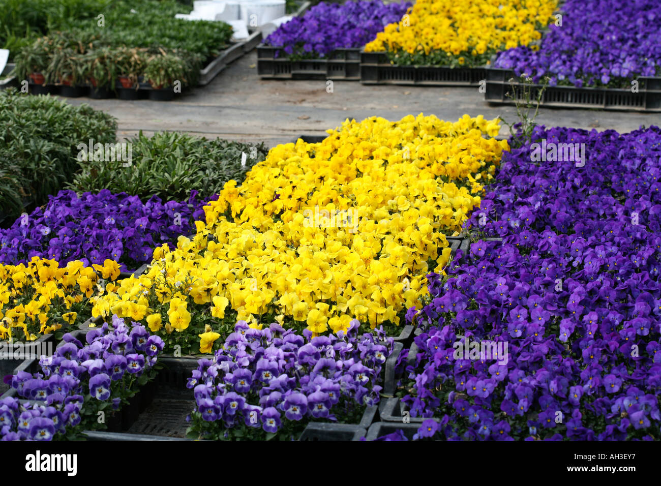 Colourful violet and yellow flowering Viola seedling plants ready for sale at small family business nursery or garden centre in Switzerland Stock Photo